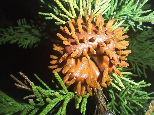 Cedar-Apple Rust