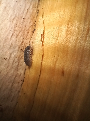 Common Pill Woodlouse