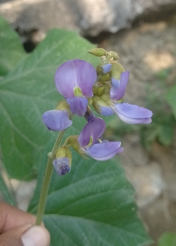 Jicama (Pachyrhizus erosus)