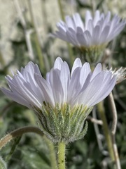 Xylorhiza