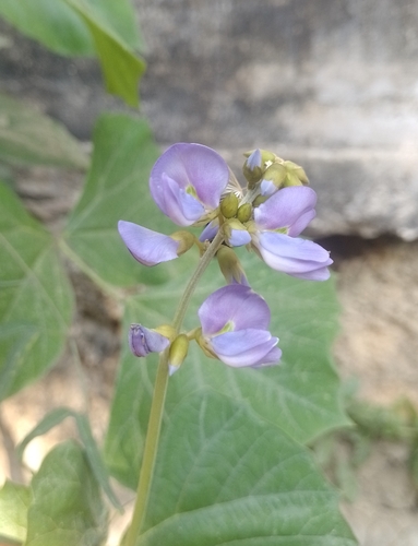 Jícama (Pachyrhizus erosus)