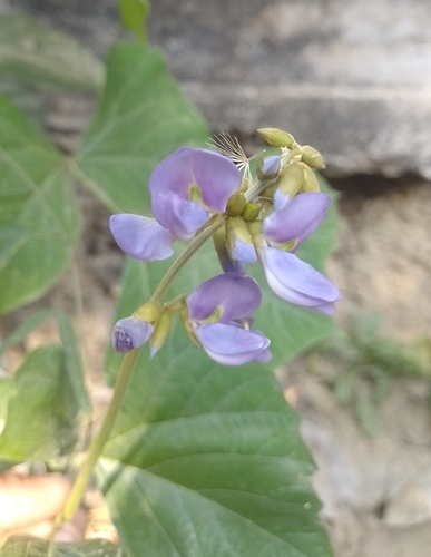 Jícama (Pachyrhizus erosus)