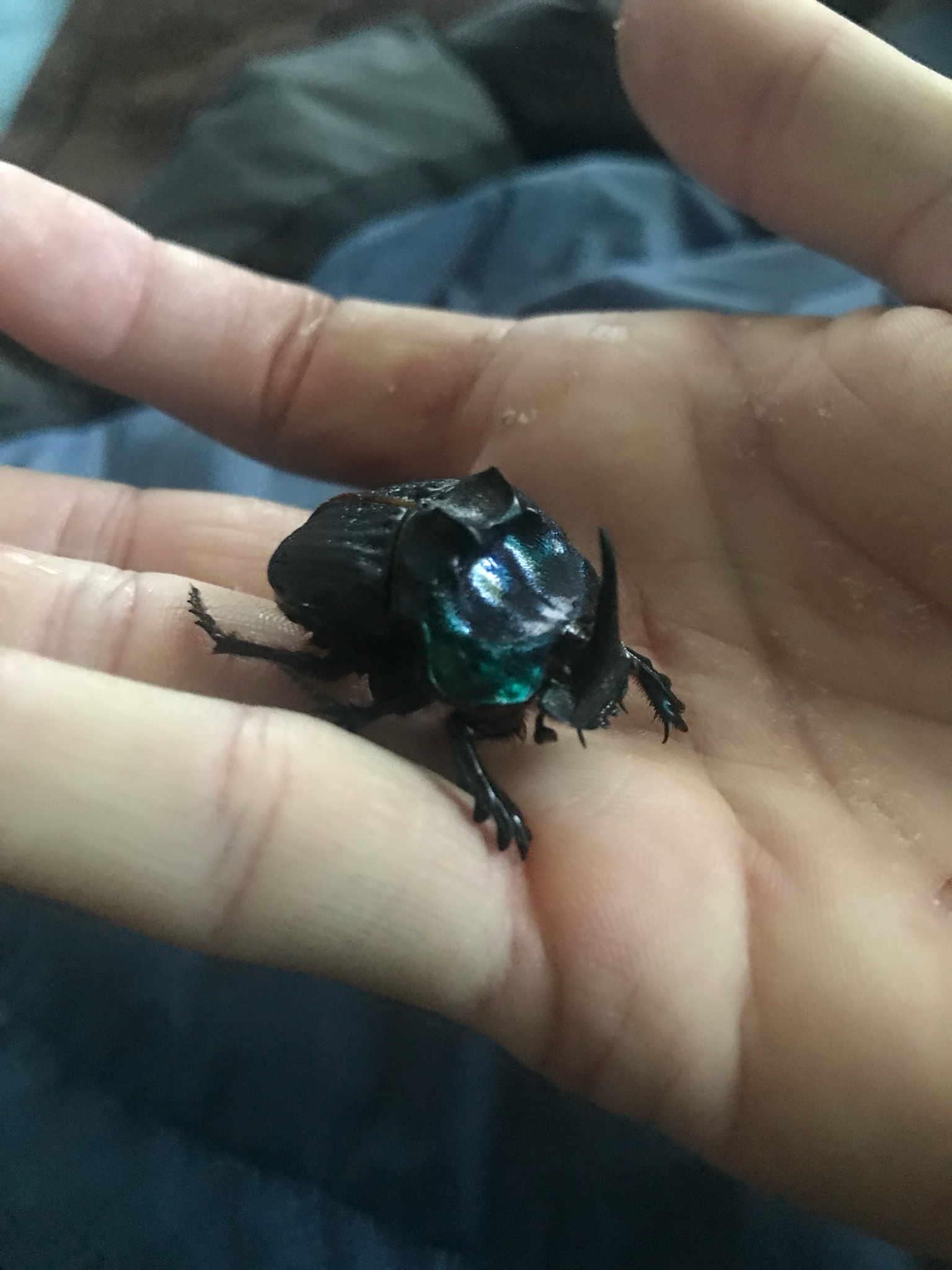 Coprophanaeus (Megaphanaeus) bonariensis
