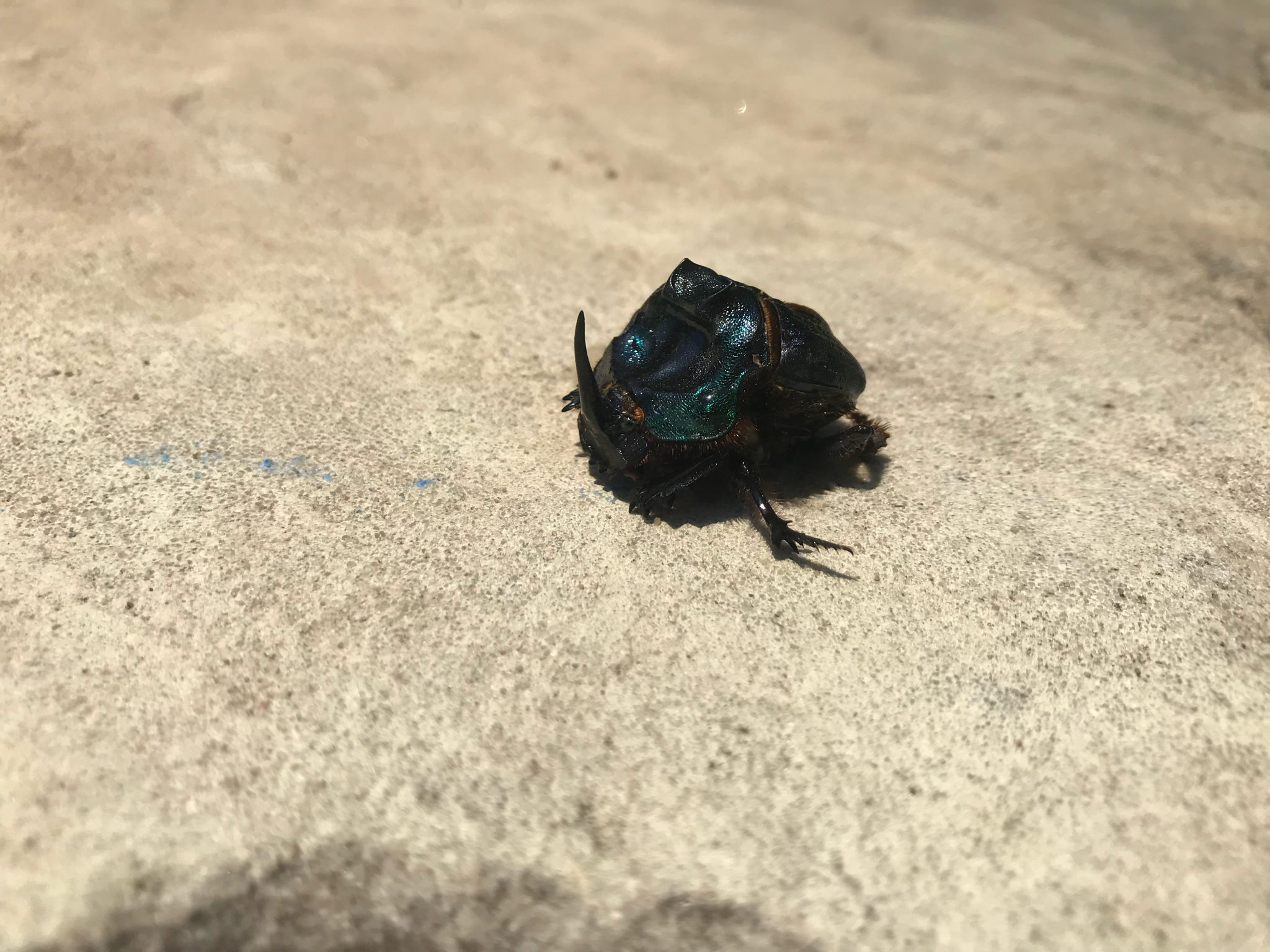 Coprophanaeus (Megaphanaeus) bonariensis