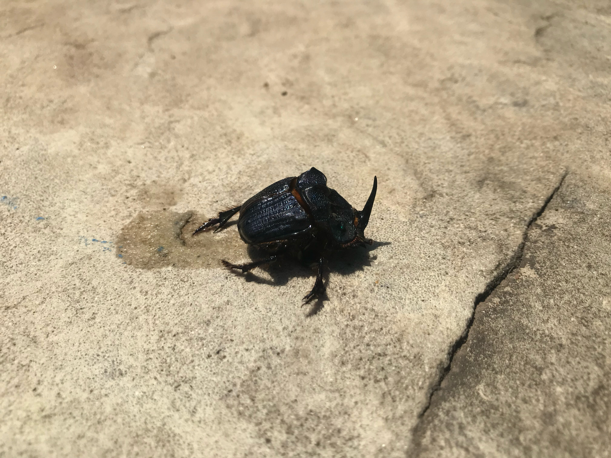 Coprophanaeus (Megaphanaeus) bonariensis
