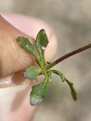 Nemacladus orientalis