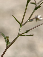 Nemacladus orientalis