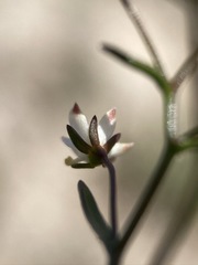 Nemacladus orientalis