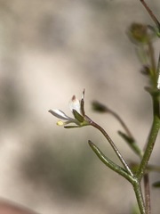 Nemacladus orientalis