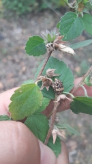 Orsilochides scurrilis