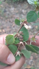 Orsilochides scurrilis