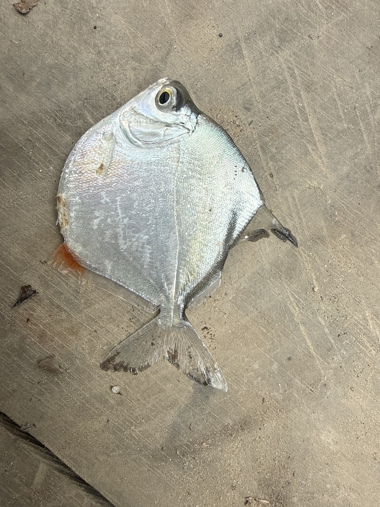 Red Spot Silver Dollar