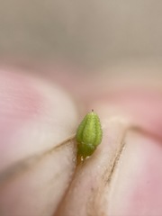 Cryptantha nevadensis