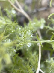 Cryptantha nevadensis