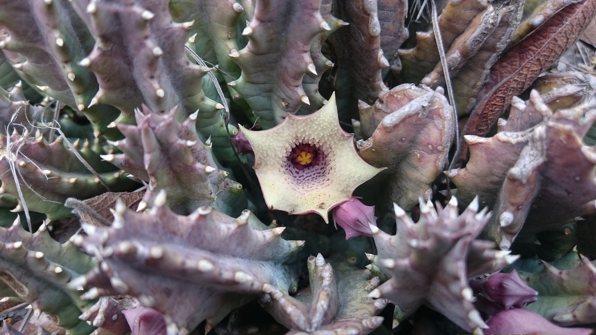Huernia blyderiverensis (L.C.Leach) Bruyns