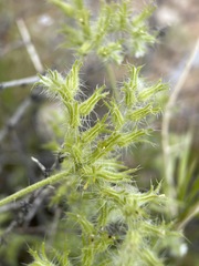 Cryptantha nevadensis