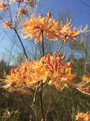 Rhododendron austrinum