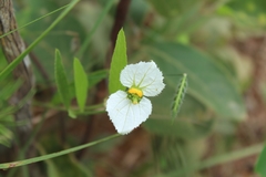 Dalechampia caperonioides