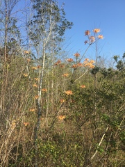 Rhododendron austrinum