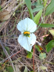 Dalechampia caperonioides