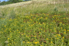 Pentanema germanicum