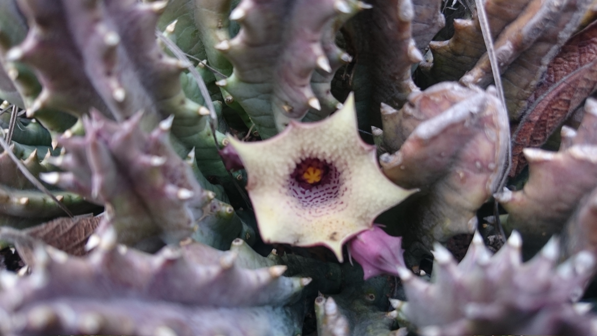 Huernia blyderiverensis (L.C.Leach) Bruyns 2