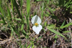 Dalechampia caperonioides