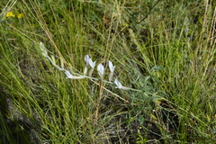 Astragalus varius