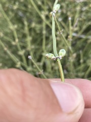 Ephedra fasciculata