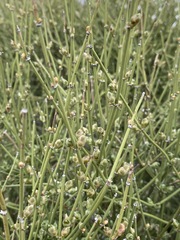 Ephedra fasciculata