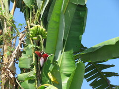 Musa balbisiana, photograph author not stated, no rights reserved