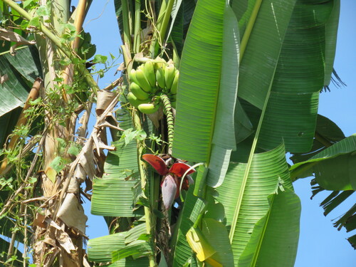 Musa balbisiana, photograph 4