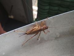 Parasubria vittipes