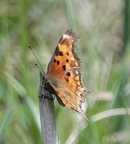 Hoary Comma