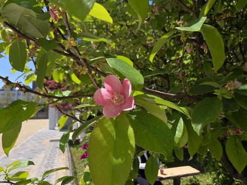 Foto de marmelo-chinês