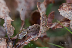 Chlorochroa pinicola