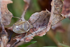 Chlorochroa pinicola