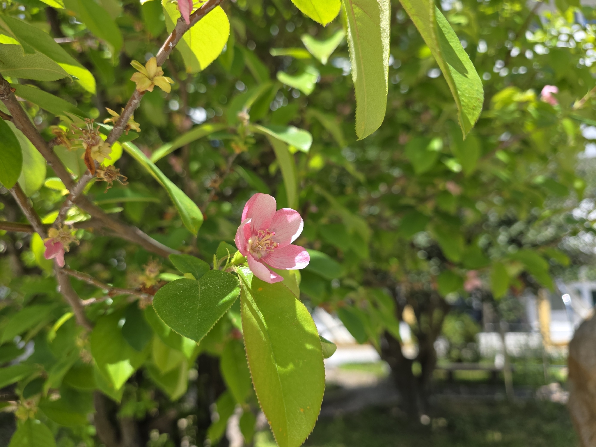 Imagem de marmelo-chinês