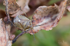 Chlorochroa pinicola