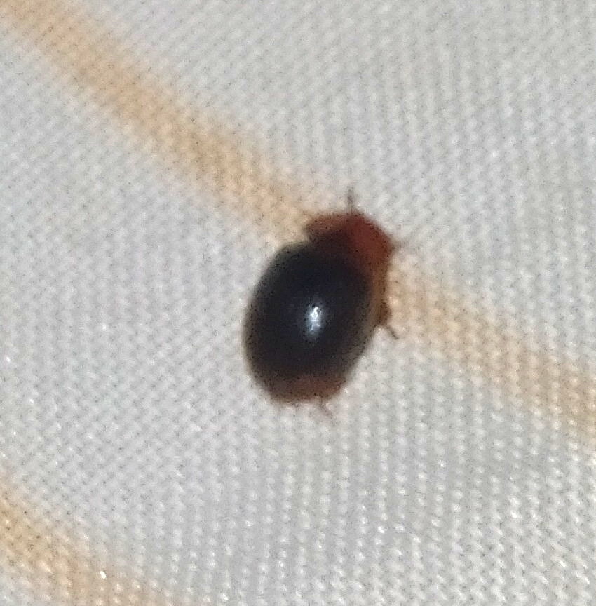 Oryssomus