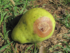 Monilinia laxa