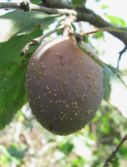 Monilinia laxa
