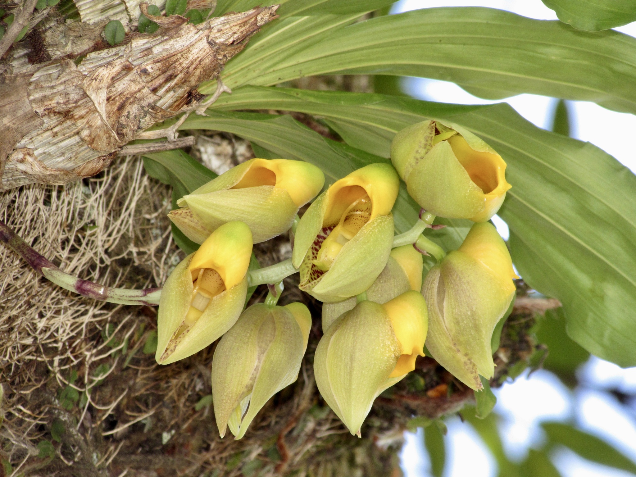 Imagem de catasetum