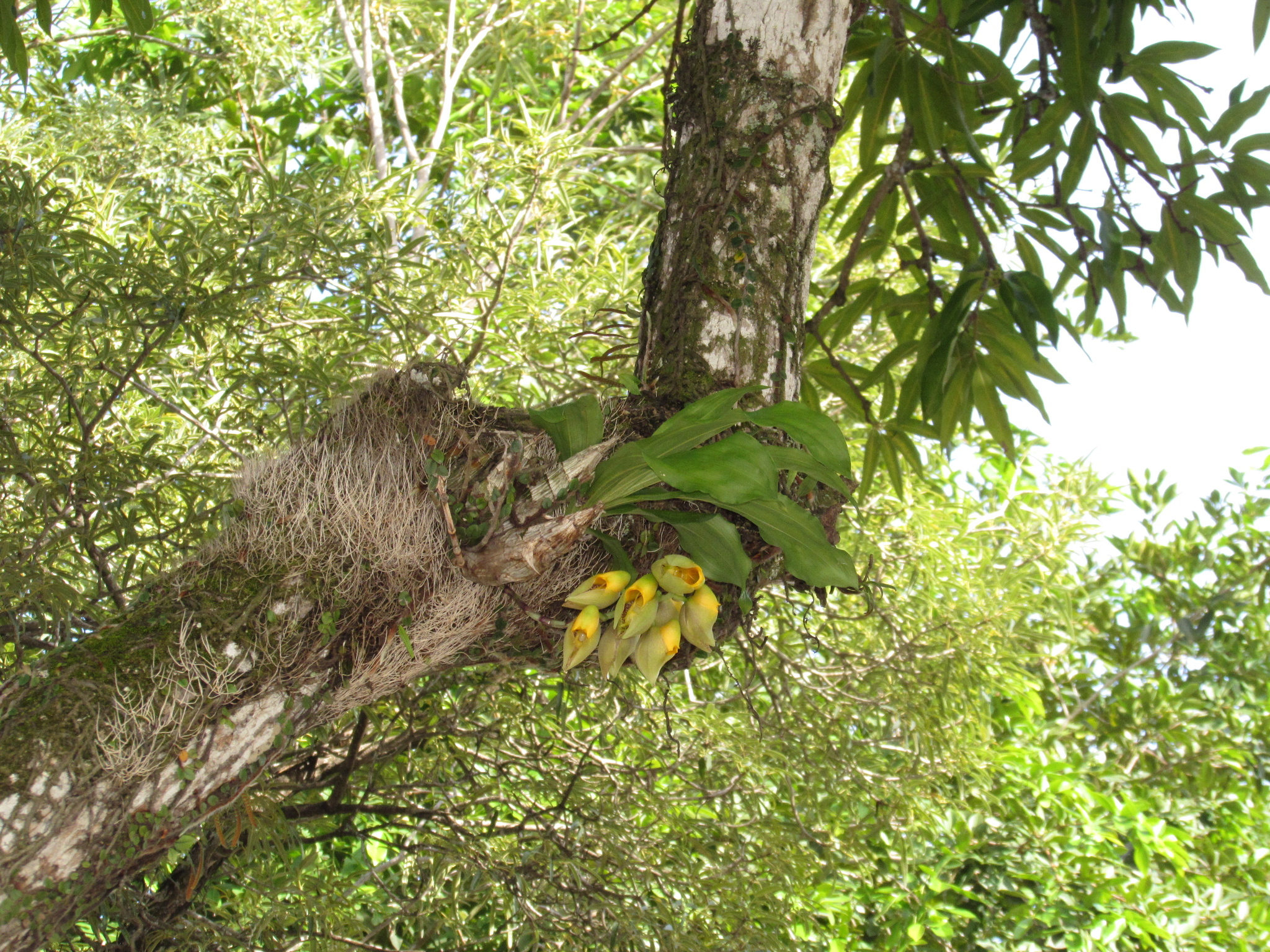 Imagem de catasetum
