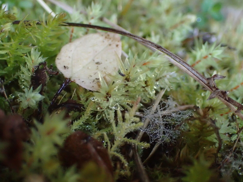 Philonotis scabrifolia observed 2026-04-15
