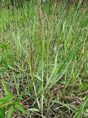 Bromus pumpellianus arcticus