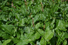 Bistorta officinalis