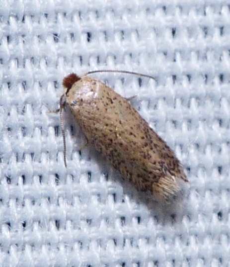 Microcalyptris