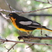 Black-backed Oriole - Photo (c) Manuel Becerril González, some rights reserved (CC BY-NC)