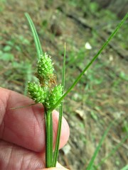 Carex complanata